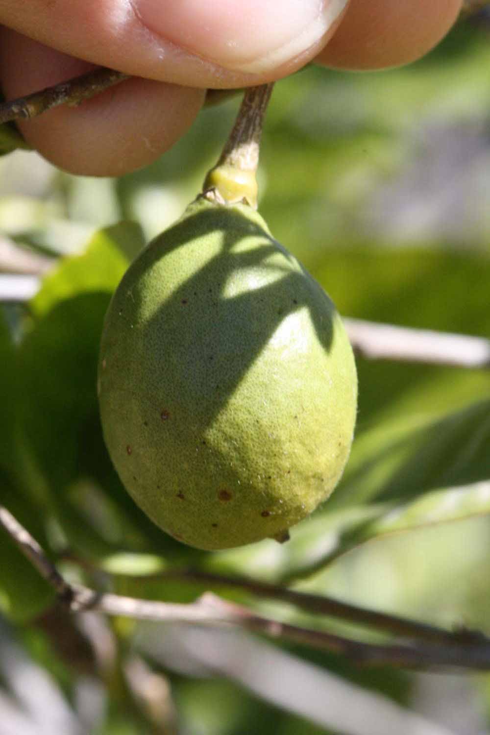              Fruit (Riverside, CA)       